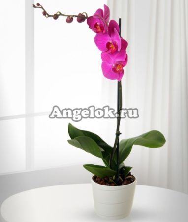 фото Кашпо для орхидей ELHO d-10 от магазина магазина орхидей Ангелок