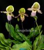 фото Пафиопедилум Пиноккио (Paphiopedilum Pinocchio) от магазина магазина орхидей Ангелок