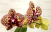 фото Фаленопсис Желтый Леопард (Phalaenopsis I-Hsin Yellow Leopard) Тайвань от магазина магазина орхидей Ангелок