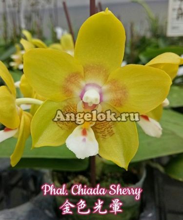 фото Фаленопсис (Phalaenopsis Chiada Sherry) Тайвань от магазина магазина орхидей Ангелок