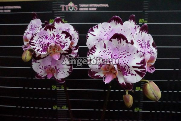 фото Фаленопсис (Dtps.Miki Crystal'11') Тайвань от магазина магазина орхидей Ангелок
