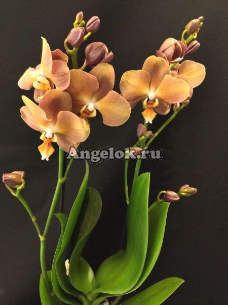 фото Фаленопсис Брион (Phalaenopsis Brion) от магазина магазина орхидей Ангелок