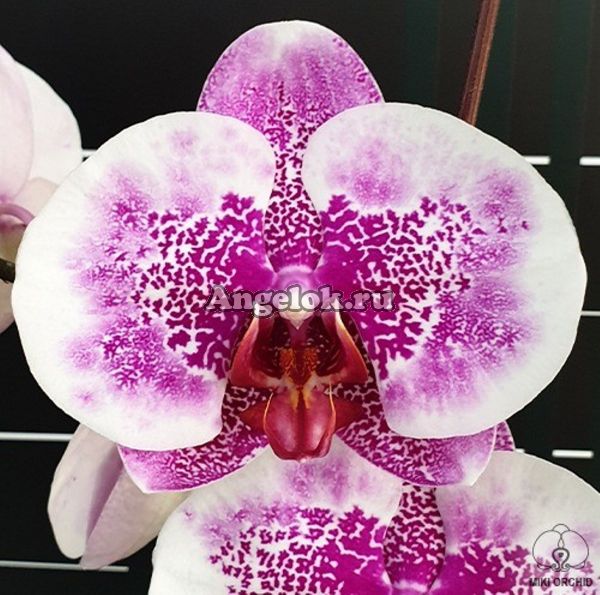 фото Фаленопсис Стейси (Phalaenopsis I-Hsin Stacy) от магазина магазина орхидей Ангелок