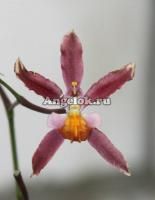 фото Онцидиум гибридный (Miltonidium Katrin Zoch) от магазина магазина орхидей Ангелок