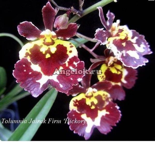 фото Толумния (Tolumnia Jairak Firm Hickory) от магазина магазина орхидей Ангелок