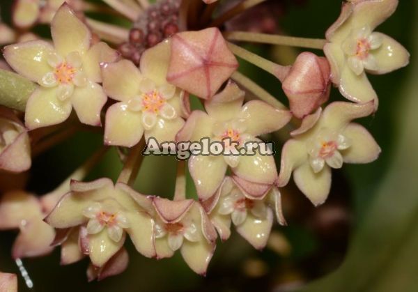 фото Хойя крупнолистная (Hoya macrophylla albomarginata) черенок от магазина магазина орхидей Ангелок