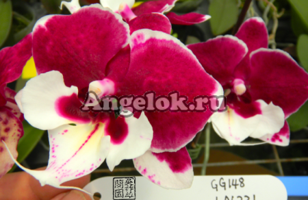 фото Фаленопсис Биг Лип (P. Sexy Venus Light Flannel) Тайвань от магазина магазина орхидей Ангелок