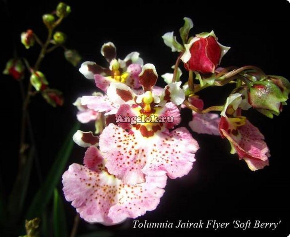Толумния (Tolumnia Flyer Soft Berry) Каталог орхидей - фаленопсисов, каттлей, ванд, дендробиумов со всего мира от интернет магазина Ангелок
