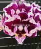 фото Фаленопсис бабочка (Phalaenopsis Miki Violet Butterfly) детка Тайвань от магазина магазина орхидей Ангелок