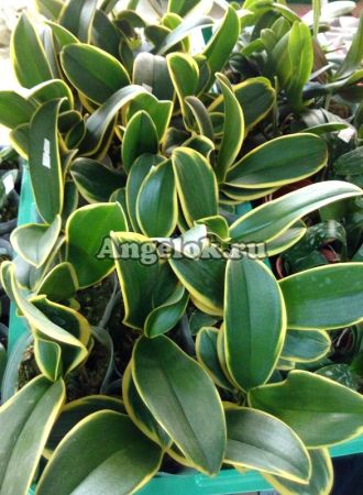 фото Фаленопсис (Dtps. Coffee) Тайвань от магазина магазина орхидей Ангелок