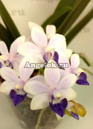 фото Фаленопсис Сапфир (Phalaenopsis Tzu Chiang Sapphire) Тайвань от магазина магазина орхидей Ангелок