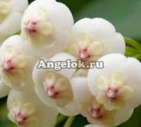 Хойя ротундифлора (Hoya rotundiflora) черенок