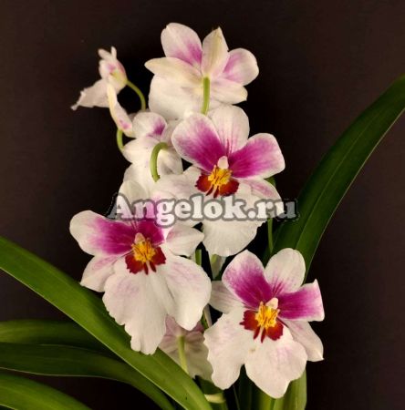 фото Мильтония (Miltonia) milt-13 от магазина магазина орхидей Ангелок