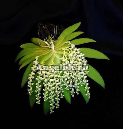 фото Орнитоцефалус (Ornithocephalus gladiatus) от магазина магазина орхидей Ангелок