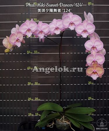 фото Фаленопсис (Phalaenopsis Miki Sunset Dancer '124') Тайвань от магазина магазина орхидей Ангелок
