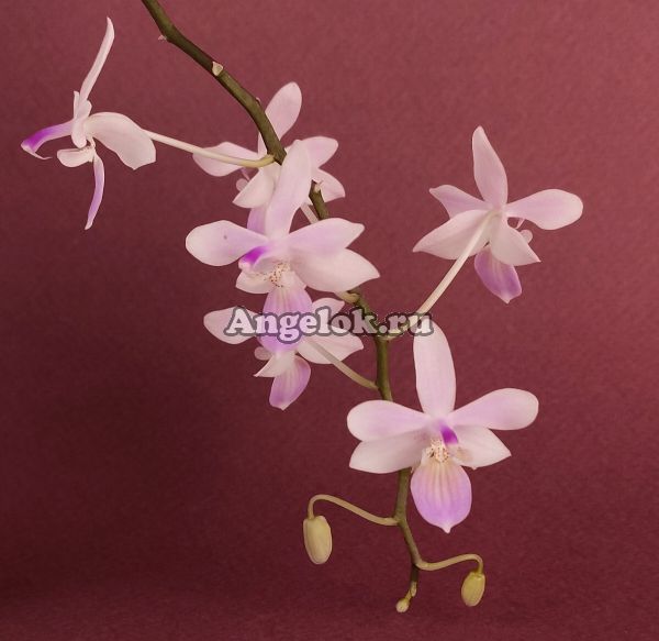 Фаленопсис Линдена (Phalaenopsis lindenii)