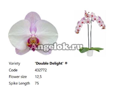 фото Фаленопсис детка (Phalaenopsis Double Delight) от магазина магазина орхидей Ангелок