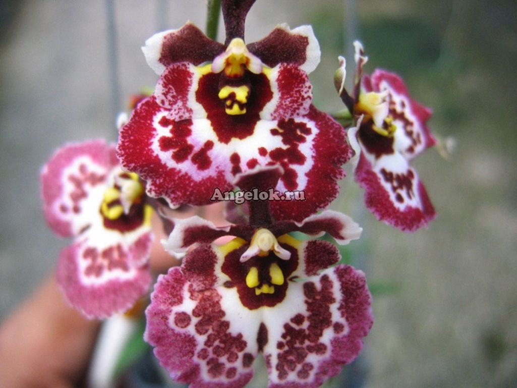 Толумния (Tolumnia Jk Firm Butterfly) Каталог орхидей - фаленопсисов, каттлей, ванд, дендробиумов со всего мира от интернет магазина Ангелок