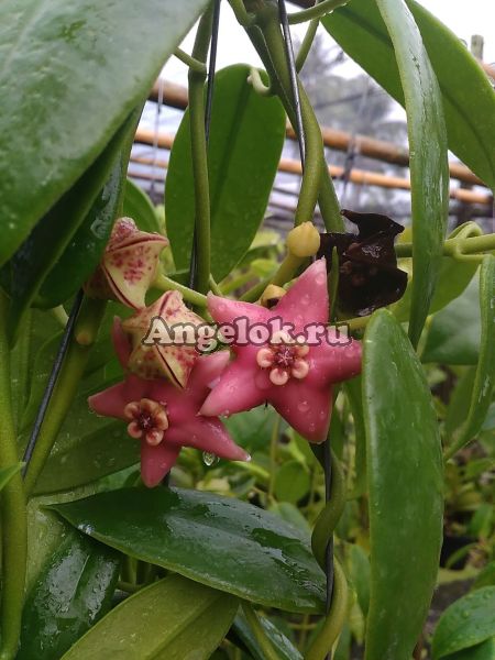 фото Хойя корончатая (Hoya coronaria 'Pink') черенок от магазина магазина орхидей Ангелок