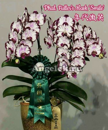 фото Фаленопсис (Phalaenopsis Fuller's Mask 'Smile') Тайвань от магазина магазина орхидей Ангелок