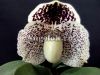 Пафиопедилум Годефроя (Paphiopedilum godefroyae)