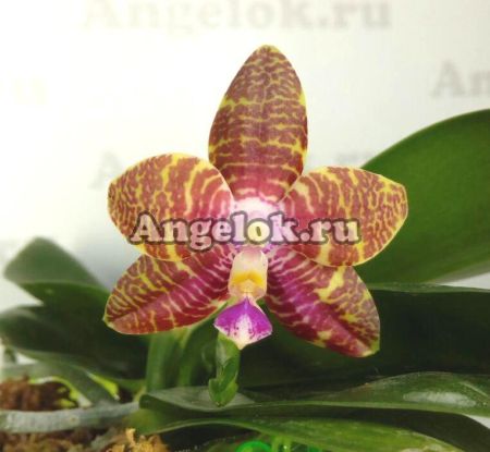 фото Фаленопсис (P.KS Happy Eagle × Zheng Min Tyrannosaurus) Тайвань от магазина магазина орхидей Ангелок