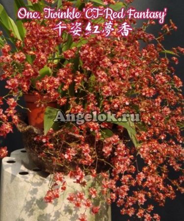 фото Онцидиум (Onc. Twinkle 'CT-Red Fantasy') от магазина магазина орхидей Ангелок