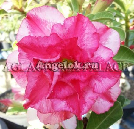 фото Адениум (Adenium obesum Baby star) от магазина магазина орхидей Ангелок