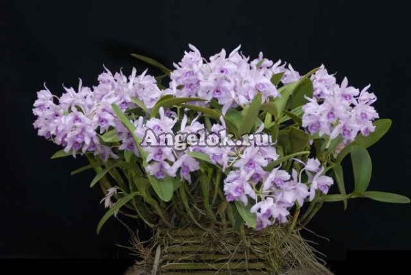 фото Каттлея Скиннера (C.skinneri var. coerulea) Тайвань от магазина магазина орхидей Ангелок