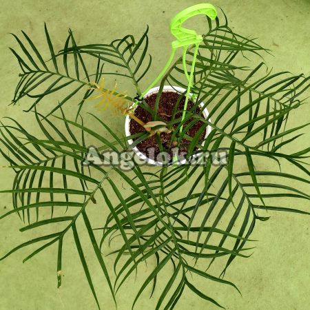 фото Филодендрон Тортум (Philodendron tortum) от магазина магазина орхидей Ангелок