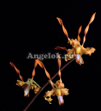 фото Дендробиум Тангеринум (Den.tangerinum) Тайвань от магазина магазина орхидей Ангелок