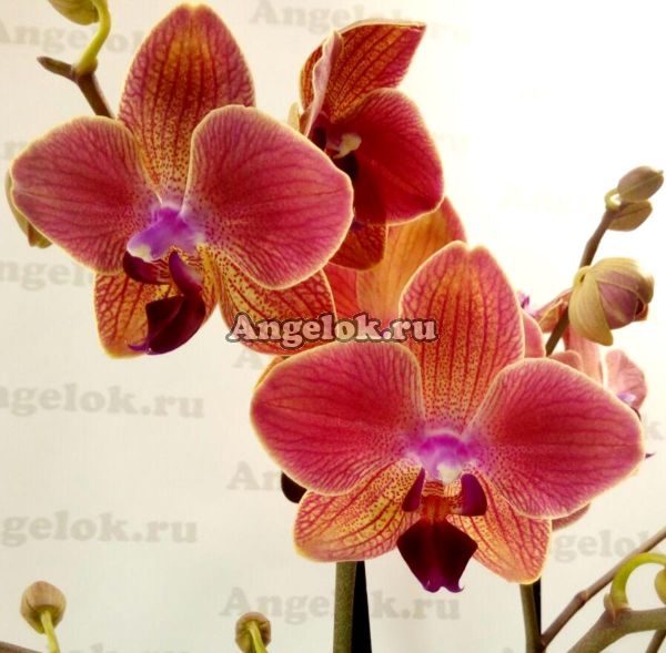 фото Фаленопсис Мария Тереза (Phalaenopsis Maria Therese) от магазина магазина орхидей Ангелок
