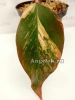 фото Филодендрон Черный Изумруд (Philodendron Black Emerald variegated) от магазина магазина орхидей Ангелок