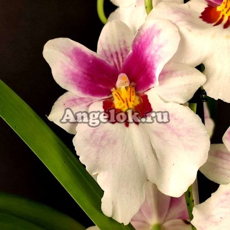 фото Мильтония (Miltonia) milt-13 от магазина магазина орхидей Ангелок