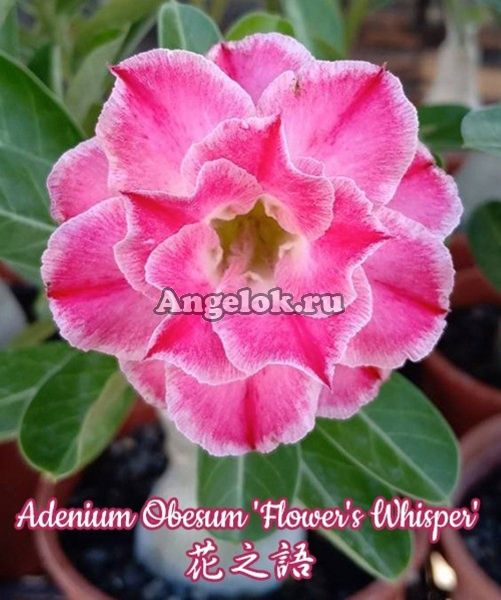 фото Адениум (Adenium obesum Flower's Whisper) от магазина магазина орхидей Ангелок