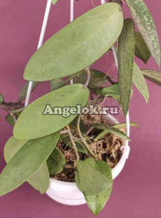 фото Хойя Сильвер Доллар (Hoya Silver dollar) черенок от магазина магазина орхидей Ангелок