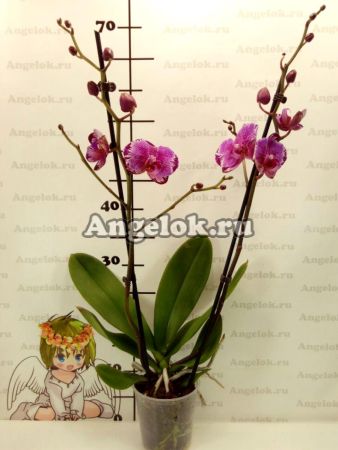 Фаленопсис Поттер (Phalaenopsis Potter)