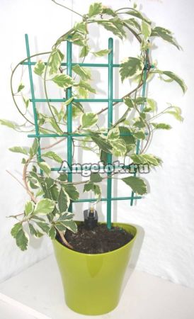 фото Устройство для автополива растений 12 см от магазина магазина орхидей Ангелок