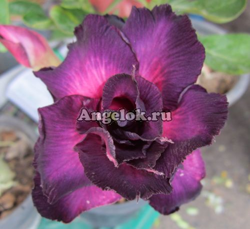 фото Адениум (Adenium obesum Muang Mongkol) от магазина магазина орхидей Ангелок