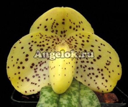 фото Пафиопедилум (Paph.wenshanense) от магазина магазина орхидей Ангелок