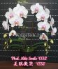 фото Фаленопсис (Phalaenopsis Miki Smile '1332') Тайвань от магазина магазина орхидей Ангелок