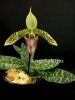 фото Пафиопедилум (Paphiopedilum sukhakulii) от магазина магазина орхидей Ангелок