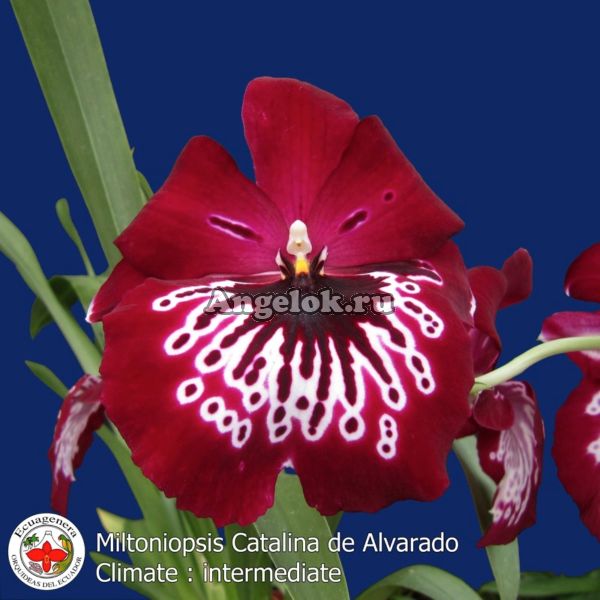 фото Мильтония (Miltoniopsis Catalina de Alvarado) от магазина магазина орхидей Ангелок