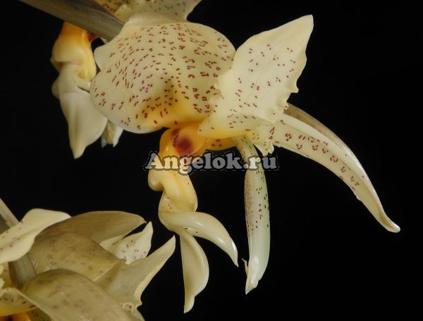 фото Стангопея (Stanhopea Penelope) детка от магазина магазина орхидей Ангелок