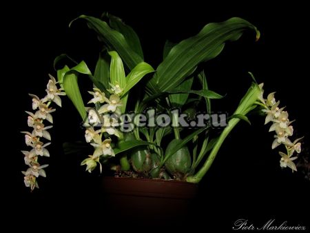 фото Фолидота (Pholidota chinensis) Тайвань от магазина магазина орхидей Ангелок
