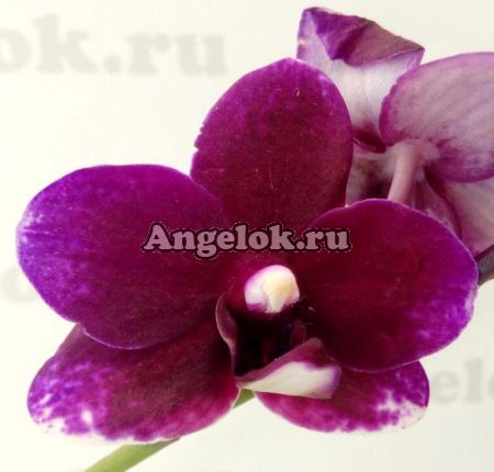 фото Фаленопсис Тайсуко Микки (Phalaenopsis Taisuco Micky) Тайвань от магазина магазина орхидей Ангелок