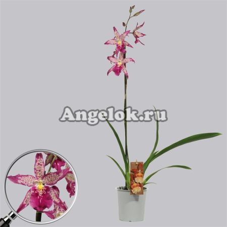 фото Камбрия (Purple Princess) от магазина магазина орхидей Ангелок