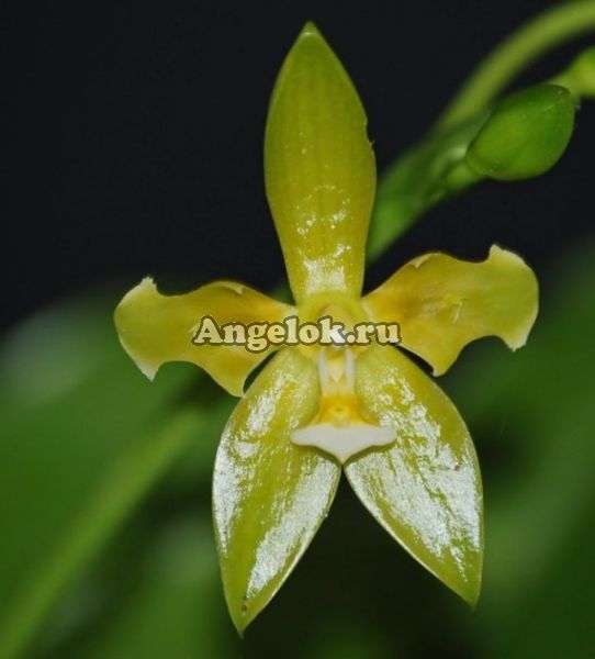 фото Фаленопсис (Phalaenopsis cornu-cervi alba (variation)) Тайвань от магазина магазина орхидей Ангелок