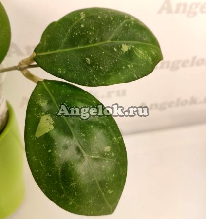 Хойя Эритростема (Hoya erythrostemma) черенок