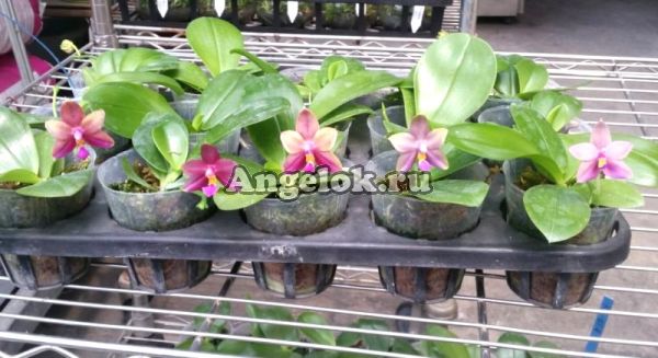 фото Фаленопсис Виолацея (P. Yaphon Evergreen × violacea v.indigo) Тайвань от магазина магазина орхидей Ангелок